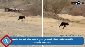 بالفيديو.. ظهور حيوان غريب في وادي فاطمة بمكة يثير جدلاً واسعاً وتفاعلات متعددة